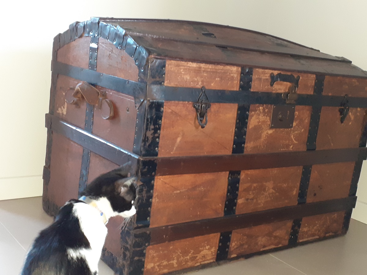 My cat is in the house!